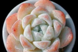 如何养殖出健康的厚叶月影多肉（厚叶月影多肉养护详解，助你成为多肉种植高手）