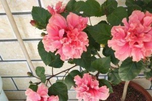 牡丹的盆栽与养护方法（掌握盆栽技巧，打造美丽牡丹花园）