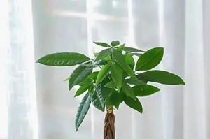 财务室的植物之道（打造绿色财务室，让植物为你工作）