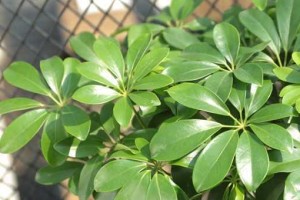 八方来财，喜阴还是喜阳？（探究财运和阴阳五行之间的关系，解读八方来财的奥秘）