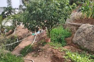 龙眼的开花结果及成熟周期详解（龙眼开花时间、结果时间及成熟时间长短）