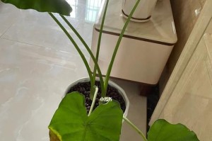 滴水观音不长叶子怎么办？教你轻松解决！（滴水观音养护技巧，如何让它健康成长？）