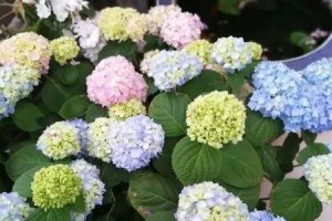 家居风水必备，养绣球花神奇功效（如何养护绣球花，为家居带来好运气）