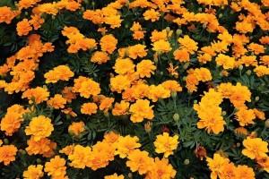 孔雀草的播种时间（掌握孔雀草的生长规律，轻松播种）