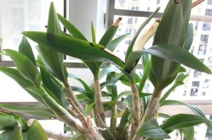 石斛换盆指南（时机、方法、注意事项）