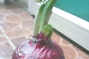 如何让洋葱保鲜更久？（掌握这些方法，让你的洋葱不再易腐！）