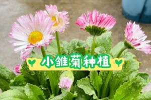 雏菊开花时间详解（探究雏菊开花的季节和花期）