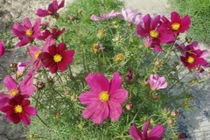 格桑花怎么浇水？（科学养护，健康成长）