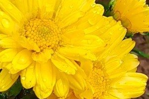小菊花能否抵挡寒冬？（探究小菊花的耐寒能力与养护技巧）