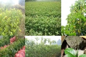 如何种植适合桂花树生长的土壤？（打造适合桂花树的种植环境，从土壤做起）