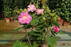 芙蓉的养殖方法与注意事项（打造美丽芙蓉花园，从养殖方法开始）