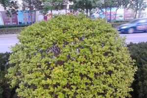 城市绿化马路，精选植物种类大揭秘（解密城市绿化的背后，植物种类深度解析）