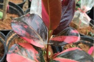 茶花能否嫁接成功？（探究茶花嫁接的方法及其实用性）