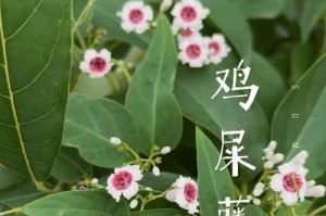 探讨鸡骨藤与鸡骨草的差异（鸡骨藤与鸡骨草的特征、功效以及应用领域）
