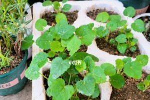 蜀葵盆栽全攻略（从选购到养护，让你的蜀葵健康成长）