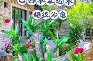 巴西木的家庭养法（叶子如同音符茂密枝条如同交响乐）