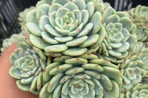 多肉盆栽（探索多肉植物生长的秘密）