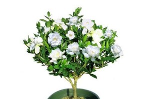 茶花与杜鹃，哪个更适合养？（对比茶花与杜鹃的特点，选择更易养护的植物）