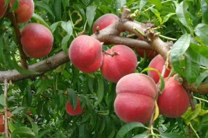 「解密（探讨桃的植物分类和演化历程，揭秘桃的科学身份）