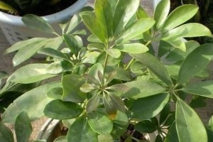 如何科学浇水鹅掌木——一份完整的指南