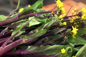 红油菜苔种植指南（时间、方法、）