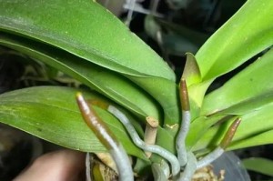 蝴蝶兰的土壤种植指南（选择适宜的土壤，培育出健康的蝴蝶兰）