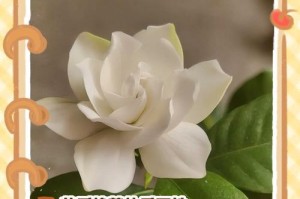 如何正确修剪栀子花以延长花期（栀子花修剪技巧与注意事项）