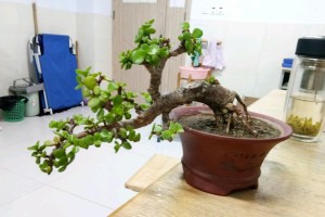 仙人掌可以浇淘米水吗？（揭开仙人掌浇水的奥秘）