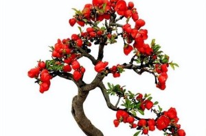 挑选最优秀的海棠品种（打造花园新亮点，优雅的海棠将是绝佳选择）