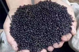 花椒有籽吗？籽能吃吗？（探究花椒籽的食用价值）