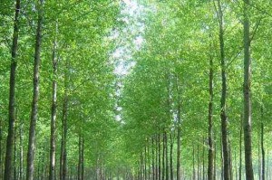 杨树究竟是乔木还是灌木？（考察杨树的生长特征和生态环境）