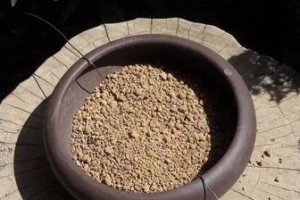 如何为大盆幸福树进行换土和换盆（让您的幸福树更健康和茂盛）