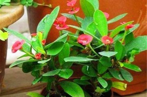 虎刺梅换盆须知（几月份换盆最合适）