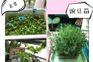 豌豆的生长周期（探究豌豆的生长过程与生长时间）