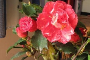四季茶花的浇水技巧（正确的浇水方法让茶花常青常美）