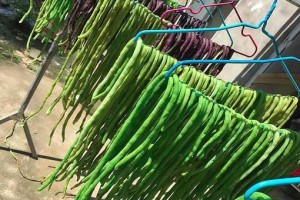 怎样保存茄子让它更加新鲜（从选择、储存、烹饪到冷藏，一篇全面讲解）