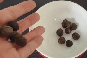 如何储存新鲜的桂圆？（掌握正确方法，享受美味佳果）