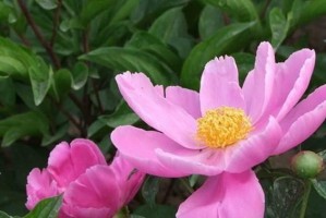 芍药花有毒吗？室内养护需注意哪些问题？（了解芍药花的毒性和适宜环境，安心养殖美丽花朵）