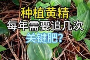 黄精肥料选择的全面指南（如何选择最适合的肥料来提高黄精的产量？）