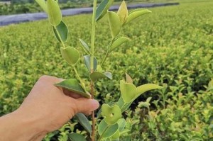 油茶的适宜种植地区（探究油茶种植的气候、土壤等条件）