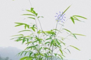 台湾竹叶尖发黄的原因及处理方法（保持竹叶健康的关键是什么？一起来解决竹叶发黄问题吧！）