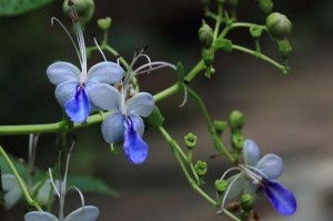 蓝蝴蝶开花时间（探秘蓝蝴蝶的生长规律与花期特征）