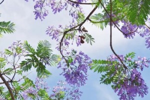 家里种蓝花楹的风水好处（为家居带来美丽与吉祥）
