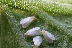 扶桑花不开花该如何解决？（扶桑花开花的方法和技巧，让你的花园更加绚烂）