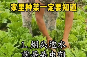 鸡粪地适合种哪些蔬菜？（利用鸡粪地种植蔬菜的方法与技巧）
