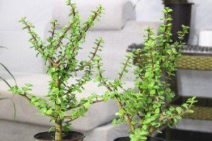 多肉金枝玉叶修剪全攻略（打造完美造型，让你的多肉更美丽）