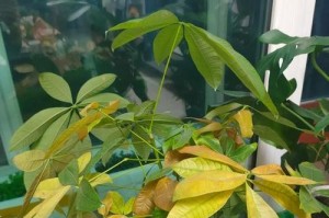 发财树叶子发黄的原因及应对方法（为什么发财树的叶子会发黄？如何解决发财树叶子发黄的问题？）