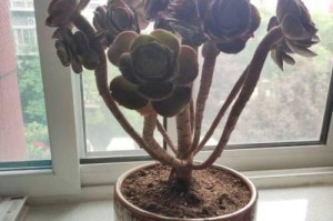 毛地黄的养殖方法及注意事项（打造高产优质毛地黄种植园）