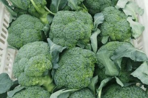 优质肥料助力西兰花生长（探究西兰花最佳施肥方案）