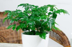 如何养护小富贵树长绿油油（绿色植物的护理要领，让小富贵树成为你家的明星）